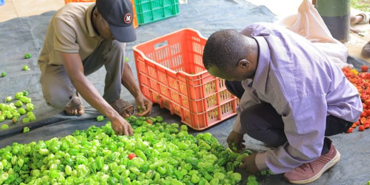 Farmers sorting hot pepper