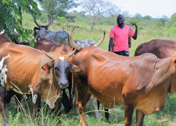 Empowering Dairy Farmers with Renewable Energy: The DREEM Project in Nakaseke, Uganda