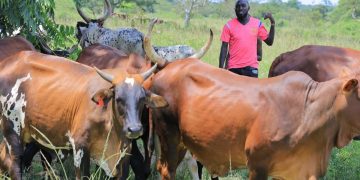 Empowering Dairy Farmers with Renewable Energy: The DREEM Project in Nakaseke, Uganda