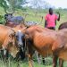Empowering Dairy Farmers with Renewable Energy: The DREEM Project in Nakaseke, Uganda