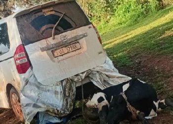Cattle thieves flee, leaving behind bound livestock, one arrested