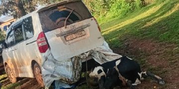 Cattle thieves flee, leaving behind bound livestock, one arrested