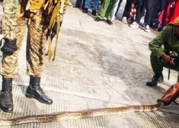 Tanzanian bus crew nabbed at Namanga after live snake smuggling plot foiled