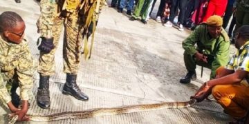 Tanzanian bus crew nabbed at Namanga after live snake smuggling plot foiled