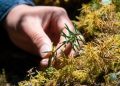 China increasingly significant in global biodiversity conservation, says British plant charity