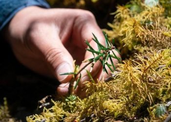China increasingly significant in global biodiversity conservation, says British plant charity