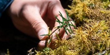 China increasingly significant in global biodiversity conservation, says British plant charity