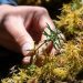 China increasingly significant in global biodiversity conservation, says British plant charity