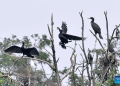 Beijing ranks among global megacities with high biodiversity levels