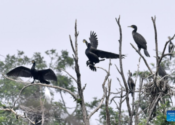 Beijing ranks among global megacities with high biodiversity levels