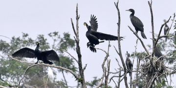 Beijing ranks among global megacities with high biodiversity levels