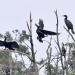 Beijing ranks among global megacities with high biodiversity levels