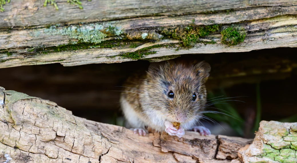 WHO reports 7 hantavirus cases, public risk low