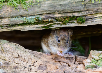 WHO reports 7 hantavirus cases, public risk low