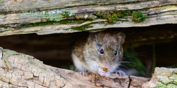 WHO reports 7 hantavirus cases, public risk low