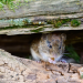 WHO reports 7 hantavirus cases, public risk low