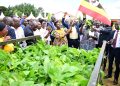VP Alupo Launches Bukedi Coffee and Cocoa Drive to Spur Jobs and Fight Poverty