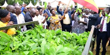VP Alupo Launches Bukedi Coffee and Cocoa Drive to Spur Jobs and Fight Poverty