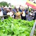 VP Alupo Launches Bukedi Coffee and Cocoa Drive to Spur Jobs and Fight Poverty