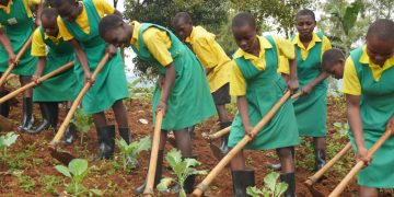 RESOURCE Project Transforms Lives, Reduces Child Labour in Bududa Coffee Farming Communities