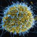 Ebola Virus Disease Outbreak in Ituri Province, DRC: A Call for Urgent Regional Coordination Meeting 