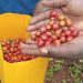 Zero-tariff policy boosts China-Africa modernization drive