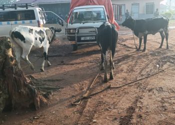 Police recover suspected stolen cattle after highway chase, one arrested
