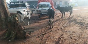 Police recover suspected stolen cattle after highway chase, one arrested
