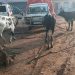 Police recover suspected stolen cattle after highway chase, one arrested