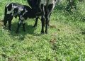 Police link recovered animals to Kayunga farmer