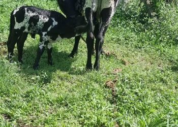 Police link recovered animals to Kayunga farmer