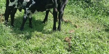Police link recovered animals to Kayunga farmer