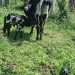 Police link recovered animals to Kayunga farmer