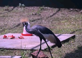 Gov’t opens UWEC Mbale Zoo to promote conservation, tourism development in Eastern Uganda