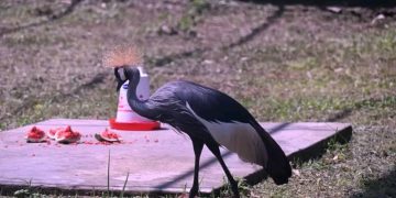 Gov’t opens UWEC Mbale Zoo to promote conservation, tourism development in Eastern Uganda