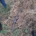 Firewood hunt leads to shocking discovery of a missing gun