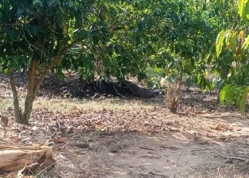 Murder of 18-year-old student leaves troubling questions