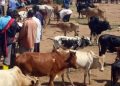Kamwenge district shuts livestock markets over FMD threat