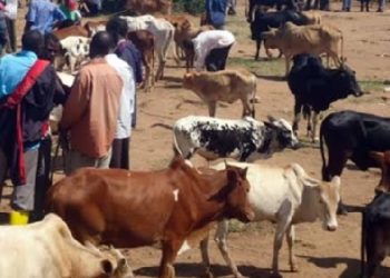 Kamwenge district shuts livestock markets over FMD threat