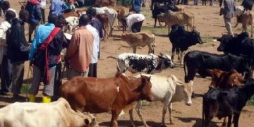 Kamwenge district shuts livestock markets over FMD threat