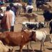 Kamwenge district shuts livestock markets over FMD threat