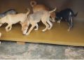 Uganda Police rescue over 40 dogs in animal cruelty crackdown, three suspects face prosecution