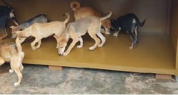 Uganda Police rescue over 40 dogs in animal cruelty crackdown, three suspects face prosecution