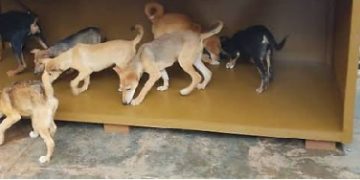 Uganda Police rescue over 40 dogs in animal cruelty crackdown, three suspects face prosecution