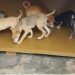 Uganda Police rescue over 40 dogs in animal cruelty crackdown, three suspects face prosecution