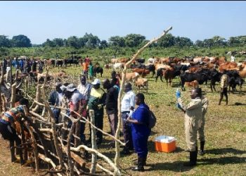 Uganda turns to farmer-funded vaccinations to combat Foot-and-Mouth Disease