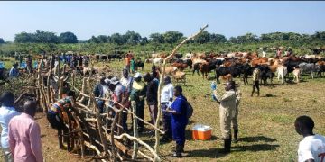 Uganda turns to farmer-funded vaccinations to combat Foot-and-Mouth Disease