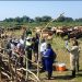 Uganda turns to farmer-funded vaccinations to combat Foot-and-Mouth Disease