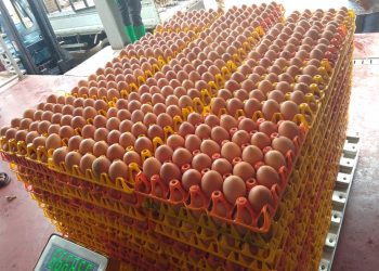 How European Union Support Helped Transform Pristine Foods Ltd into Uganda’s Leading Egg Processing Company