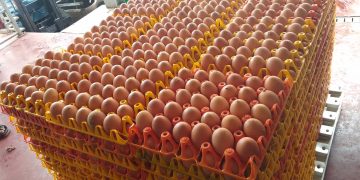 How European Union Support Helped Transform Pristine Foods Ltd into Uganda’s Leading Egg Processing Company